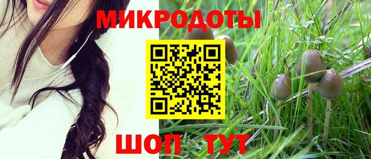 Псилоцибиновые грибы Psilocybe Сосновый Бор